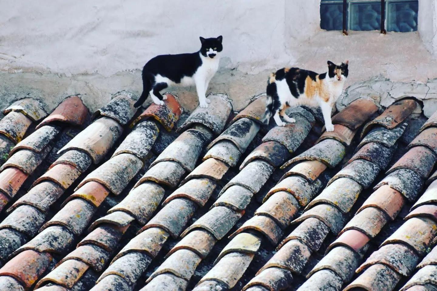 Apartamento La Plaza! Bogarra Dış mekan fotoğraf